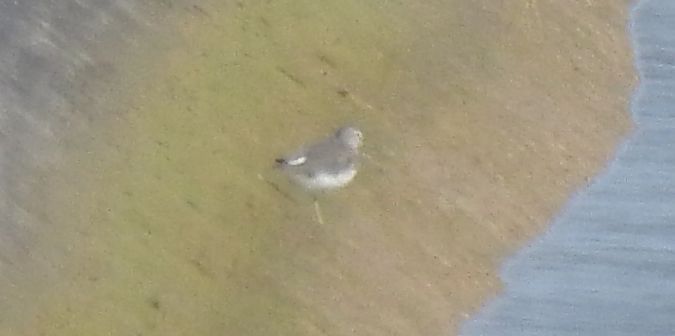 Oiseau indéterminé  - Florian Mayr