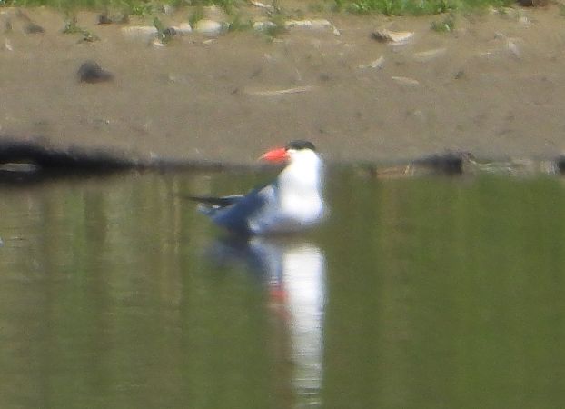 Sterne caspienne  - Ulrike Knely