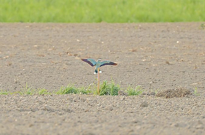 Rollier d'Europe  - Gerald Puchberger