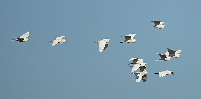 Héron garde-boeufs  - Dieter Follack