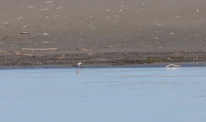 Gravelot à collier interrompu 