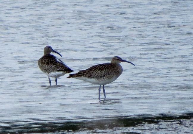 Courlis corlieu  - Peter Erlemann