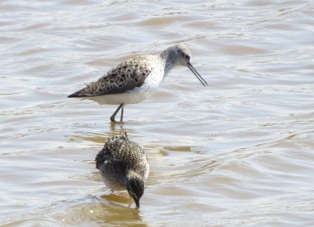 Chevalier stagnatile  - Peter Erlemann