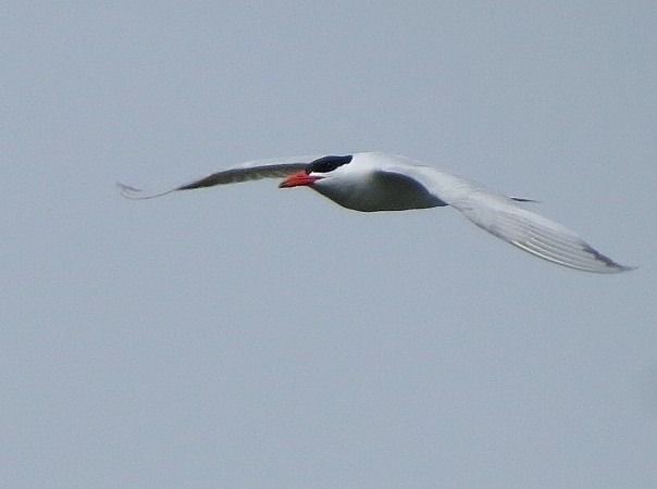 Sterne caspienne  - Peter Erlemann