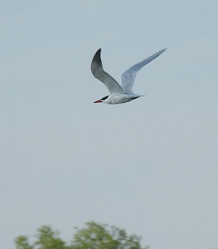 Sterne caspienne  - Benjamin Schmid