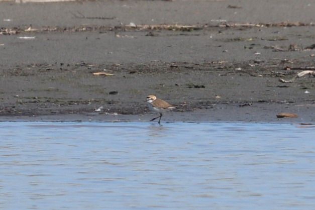 Gravelot à collier interrompu  - Jörg Günther