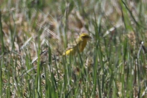 Bergeronnette flavéole (ssp. flavissima)  - Jörg Günther