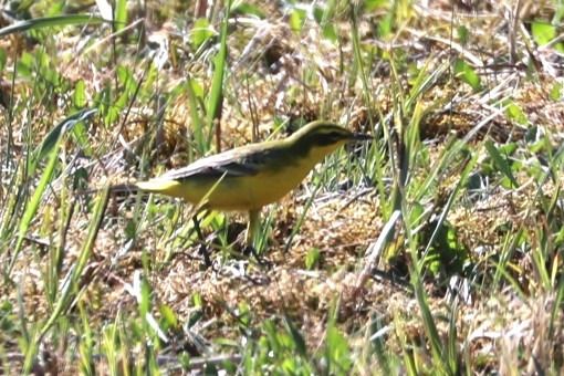 Bergeronnette flavéole (ssp. flavissima)  - Jörg Günther