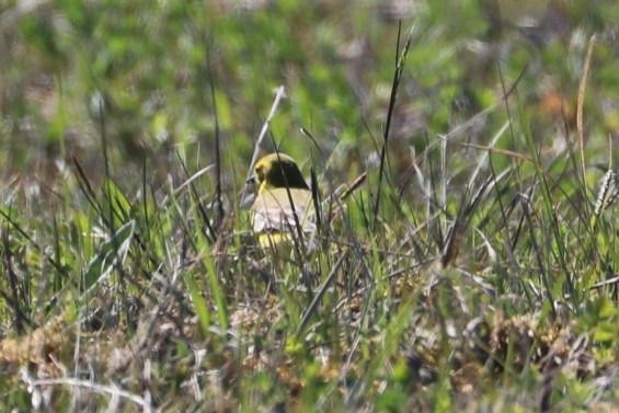 Bergeronnette flavéole (ssp. flavissima)  - Jörg Günther