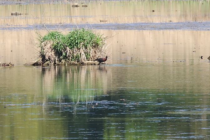 Ibis falcinelle  - Gerald Weger