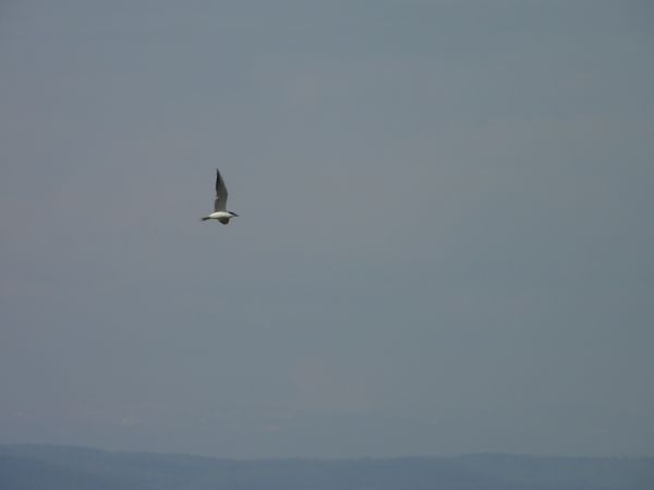 Sterne hansel  - Heinrich Hable