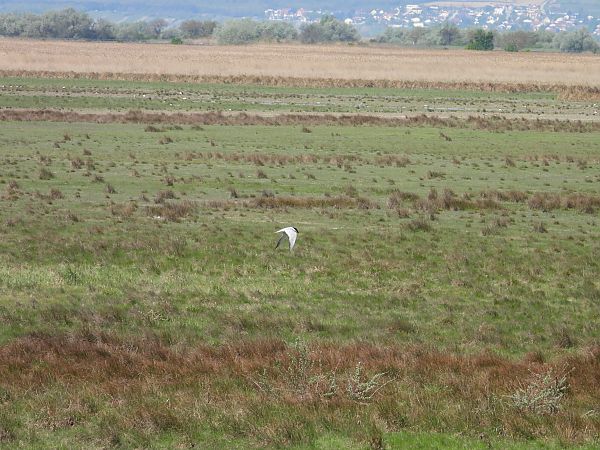 Sterne hansel  - Heinrich Hable