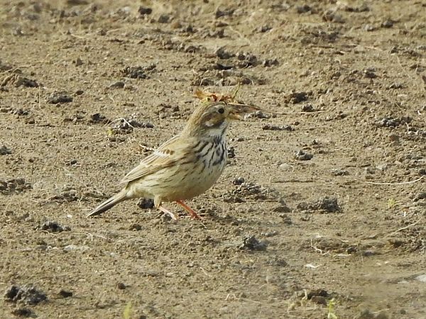 Bruant proyer  - Claudia Schröder
