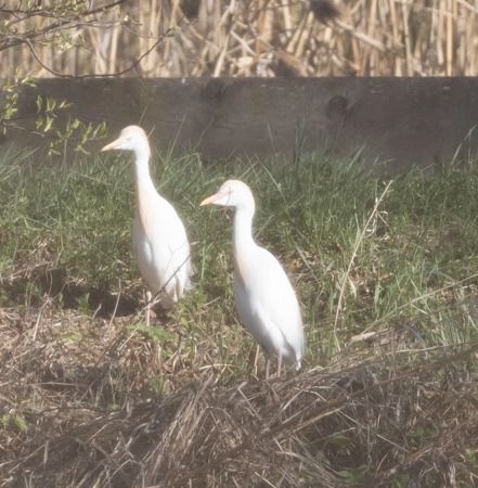 Héron garde-boeufs  - Wilfried Schabauer
