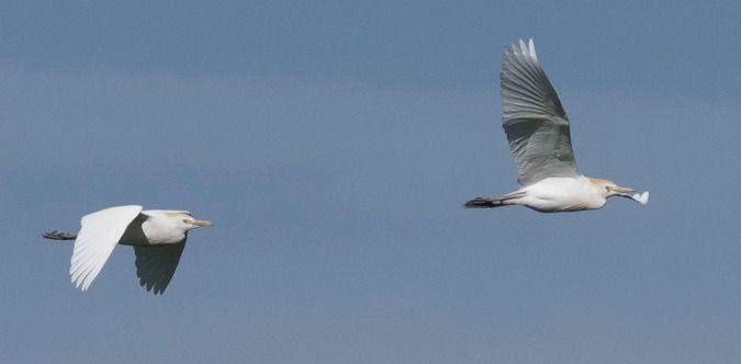 Héron garde-boeufs  - Wilfried Schabauer
