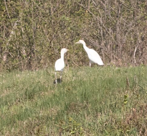 Héron garde-boeufs  - Wilfried Schabauer