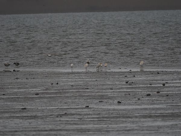 Héron garde-boeufs  - Harald Mark