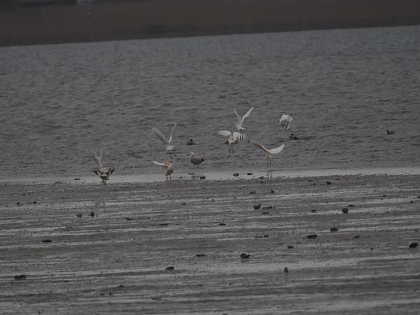 Héron garde-boeufs  - Harald Mark