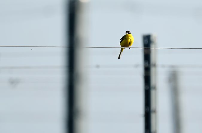 Bergeronnette des Balkans (ssp. feldegg)  - Christof Grabner