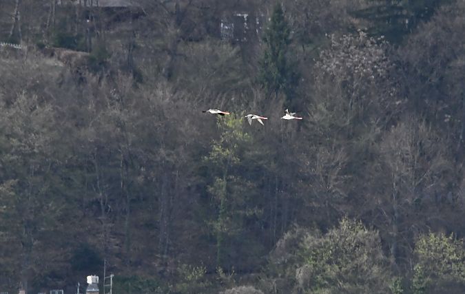 Echasse blanche  - Johann Bartas