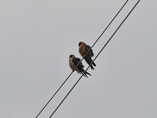 Faucon kobez  - Johann Bartas