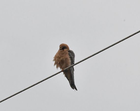 Faucon kobez  - Johann Bartas