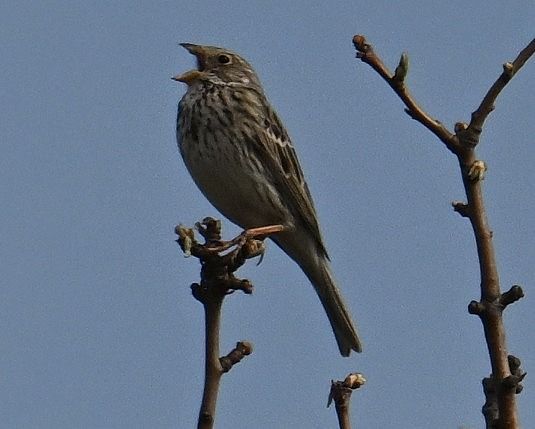 Bruant proyer  - Karl Heinz Krainer