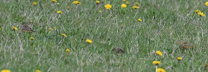 Bruant ortolan  - Karl Heinz Krainer