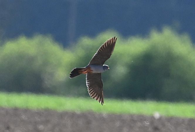 Faucon kobez  - Karl Heinz Krainer