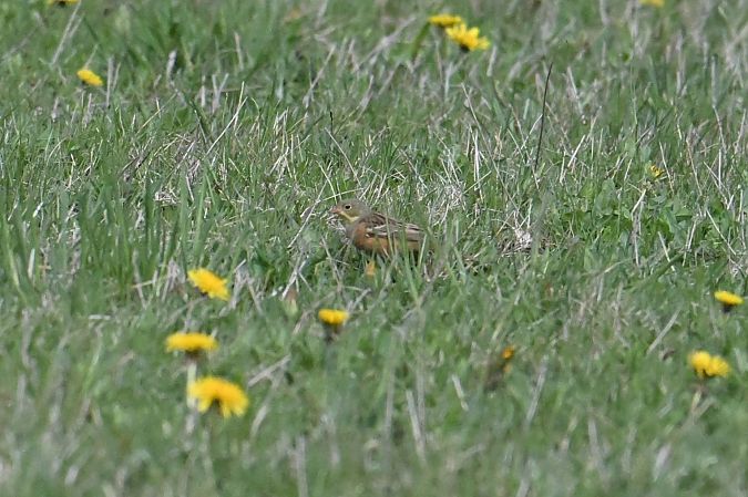 Bruant ortolan  - Karl Heinz Krainer