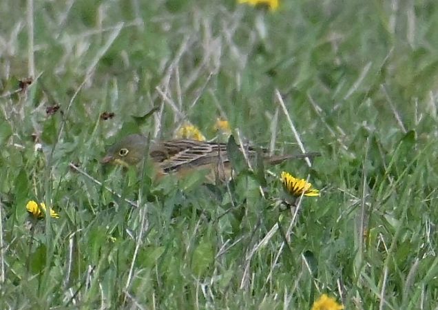 Bruant ortolan  - Karl Heinz Krainer