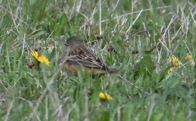 Ortolan  - Karl Heinz Krainer