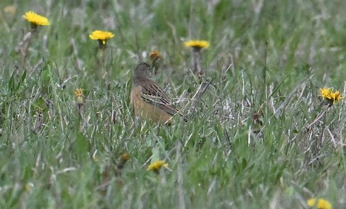 Bruant ortolan  - Karl Heinz Krainer