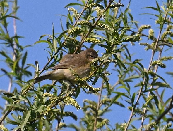 Espèce non listée  - Karl Heinz Krainer