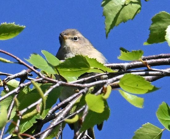 Espèce non listée  - Karl Heinz Krainer