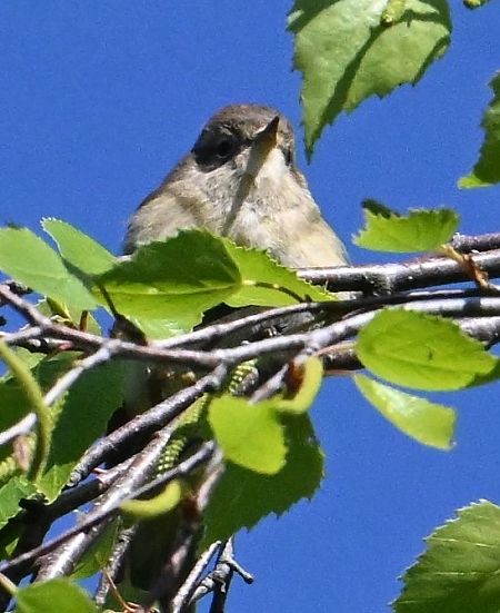 Espèce non listée  - Karl Heinz Krainer