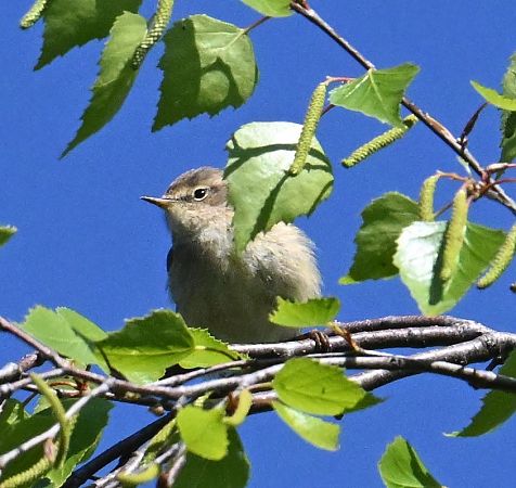 Espèce non listée  - Karl Heinz Krainer