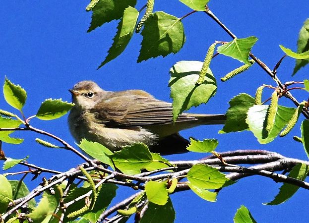 Espèce non listée  - Karl Heinz Krainer