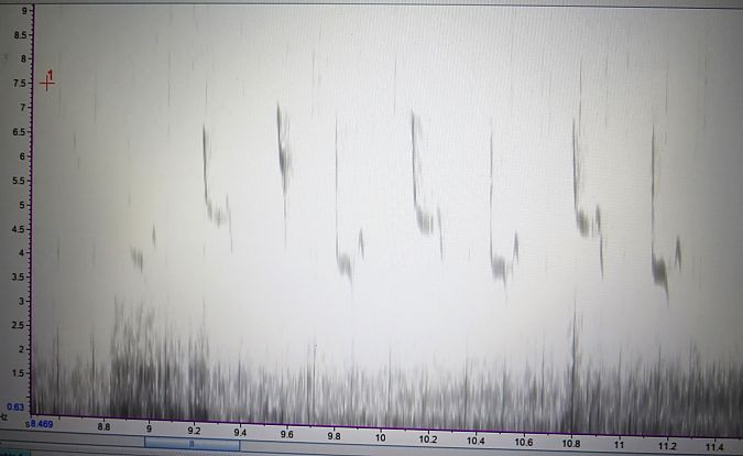 Espèce non listée  - Karl Heinz Krainer