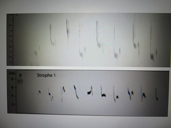 Espèce non listée  - Karl Heinz Krainer