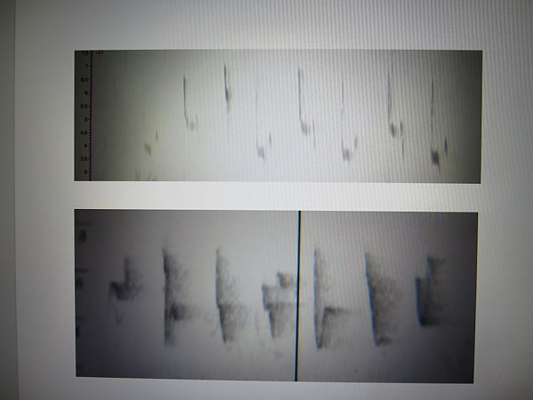 Espèce non listée  - Karl Heinz Krainer