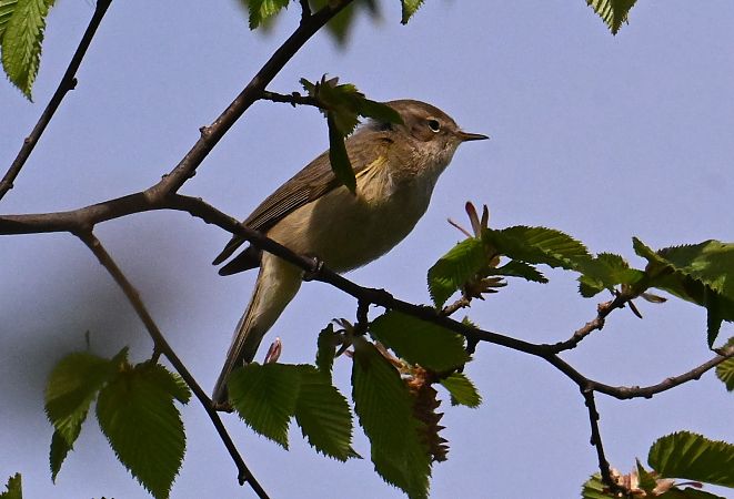 Espèce non listée  - Karl Heinz Krainer