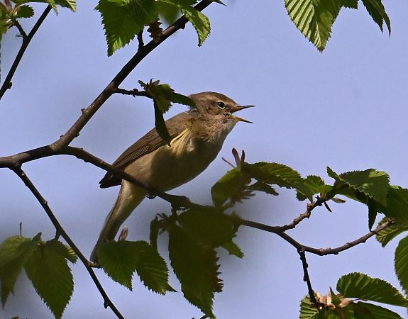 Espèce non listée  - Karl Heinz Krainer