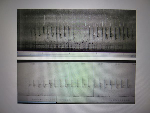 Espèce non listée  - Karl Heinz Krainer