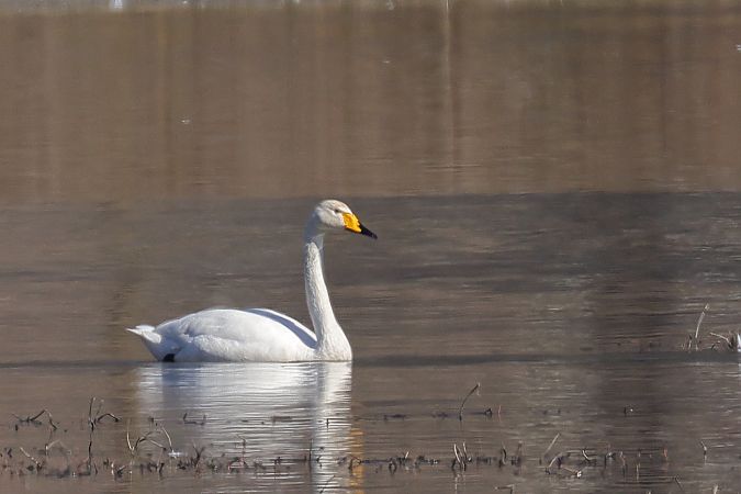 Cygne chanteur  - Siegfried Trattnig