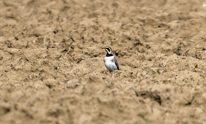 Alouette haussecol  - Jakob Hauzinger