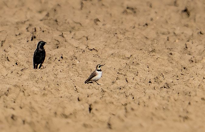 Alouette haussecol  - Jakob Hauzinger