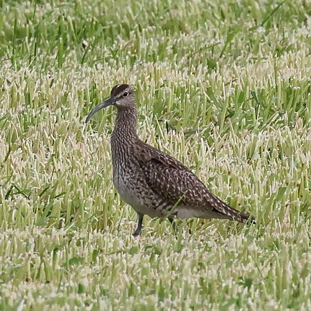 Courlis corlieu  - Mario Baldauf