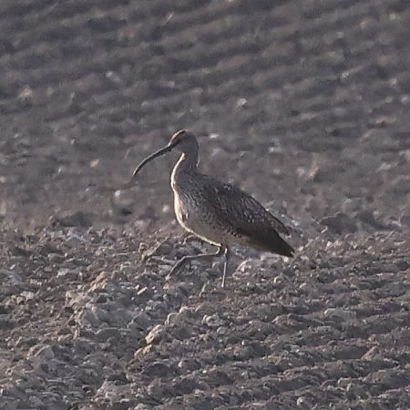 Courlis corlieu  - Mario Baldauf