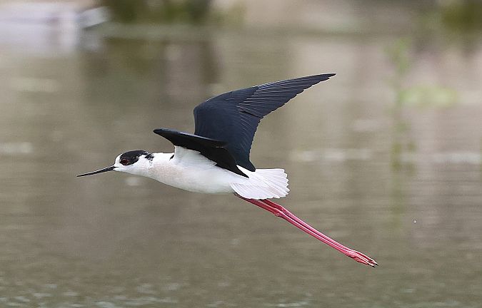 Echasse blanche  - Jiri Vratny